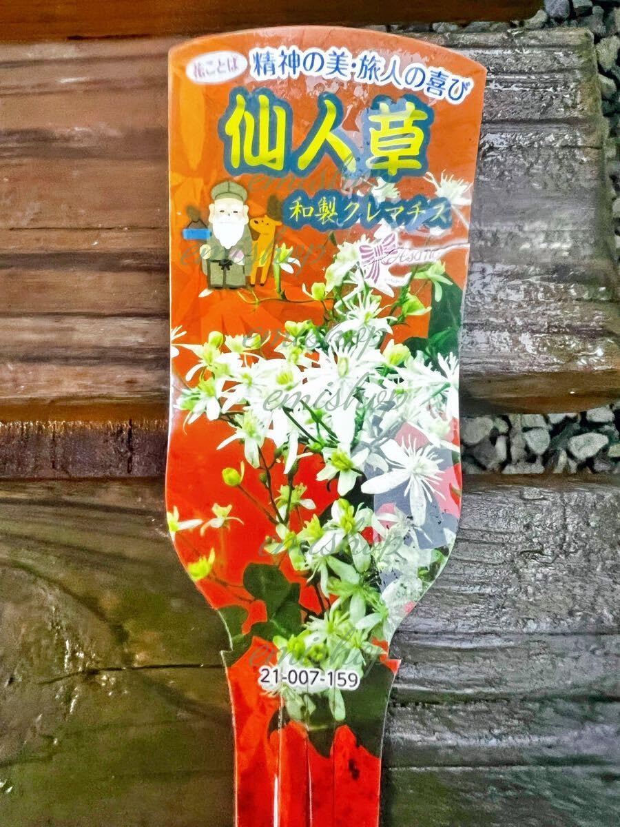 クレマチス仙人草挿し木、挿し穂、山野草、宿根草、蔓性、つる性、カット枝 クレマチス仙人草苗 山野草 宿根草 蔓性 つる性 カット枝 ネコポス便 花